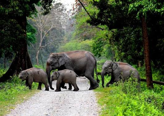 Where the Wild Roars Amidst Rivers and Rainforests